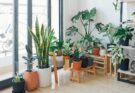 biophilic design for modern home