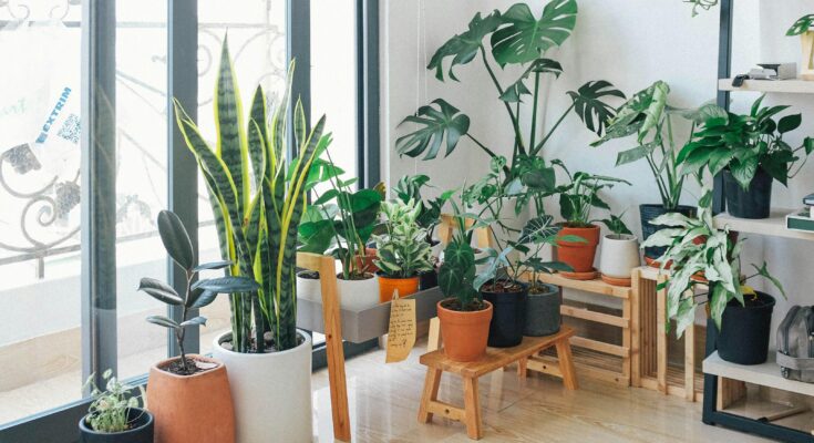 biophilic design for modern home