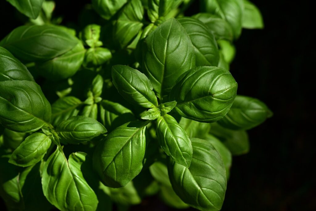 grow herbs at home