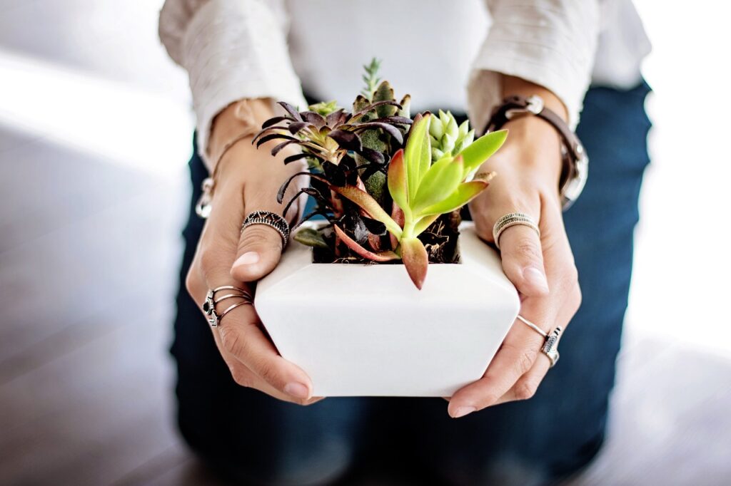 indoor plants for Feng shui