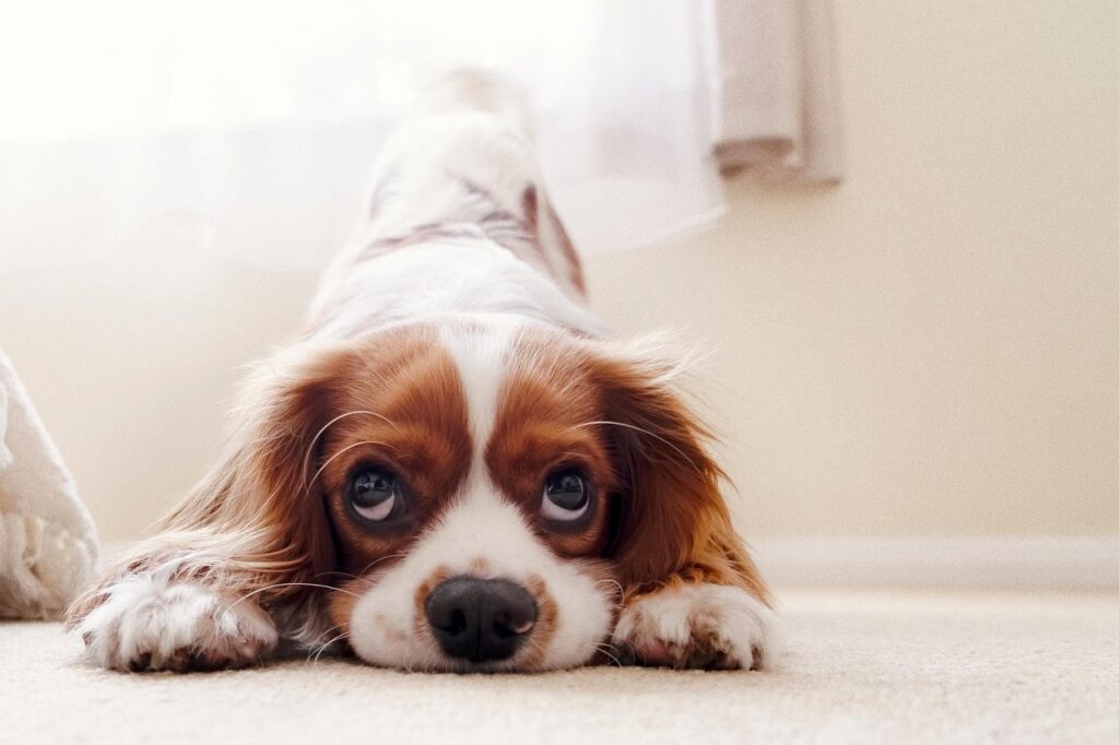 make Pet zone at home