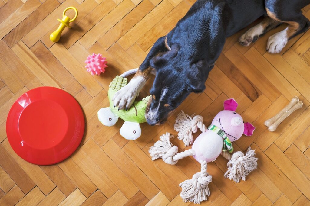 dog chewing at home