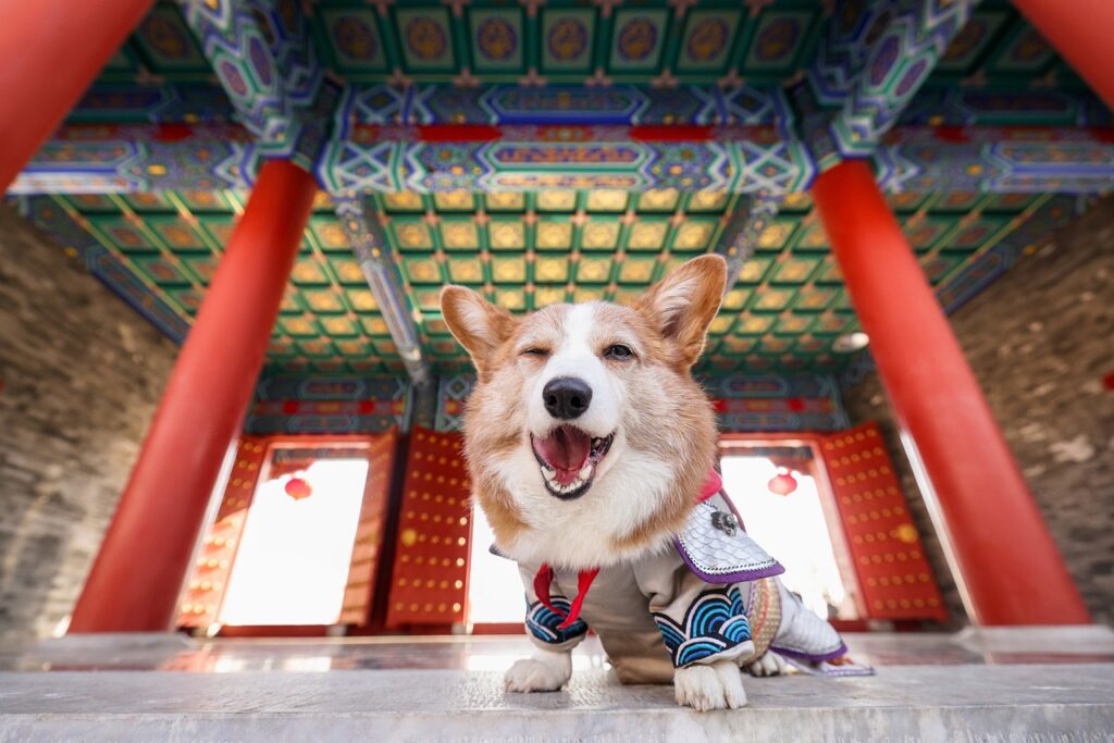 Pet-friendly flooring for home