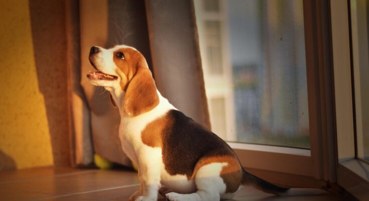 Pet-friendly home design tips